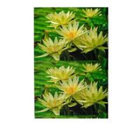 Water Lily, Jigsaw Puzzles 1000 Pieces, Wooden Jigsaw Family Game Wall Decor for Adults Teens