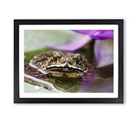 Water Lily Toad 2 Modern Framed Print | A2 Black Framed Wall Art | Ready to Hang | Modern Floral Picture | Living Room Bedroom Lounge Office