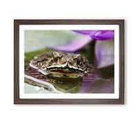 Water Lily Toad 2 Modern Framed Print | A4 Walnut Framed Wall Art | Ready to Hang | Modern Floral Picture | Living Room Bedroom Lounge Office