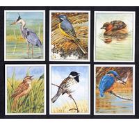 Water Loving Birds - Sedge Warbler, Reed Bunting, Kingfisher, Heron, Grey Wagtail, Little Grebe - Art Collectors Cards