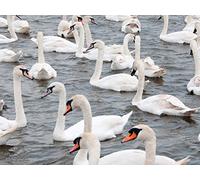 Waterbirds, Shorebirds, and Game Birds
