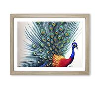 Watercolour Peacock Art Framed Wall Art Print A2 Oak