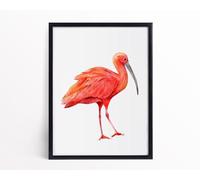 Watercolour Scarlet Ibis Jungle Animal Scarlet Ibis Framed Bird Lover Wall Print A4 Poster on Canvas - Wall Art Home Decor Movie Poster Canvas Film Cinema Retro Vintage Cult Classic Nostargic Saga Mo