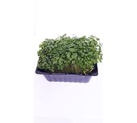 Watercress 1 bunch x 5 pack