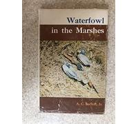 Waterfowl in the Marshes