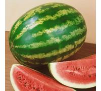 Watermelon Crimson Sweet Seeds - Flower - Fruit - Annual