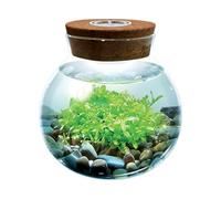 WaterPlants- Create Your Own Lush and Soothing Aquasacape Terrarium Starter Kit, Indoor Plant Glass Globe Terrariums with Powerful 3 LED Light and Complete Supplies, Just Add Water!