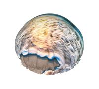 Waterproof Reusable Ocean Sunrise Print Shower Cap,Double Layer Elastic Bath Cap,Large Shower Bonnet For Women Long Hair