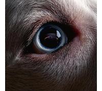 ROGER WATERS - DARK SIDE OF THE MOON REDUX