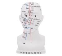 WATIIFUFU Acupuncture Head Model Human Head Acupoint Point Model for Facial Massage and Teaching