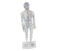 WATIIFUFU Human Body Acupuncture Model Male White Full Body Meridians Acupoint Mannequin for Chinese Medicine Student Practice Training Teaching Aid