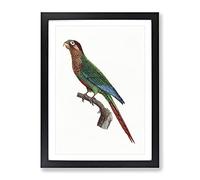 Wave Breasted Parakeet By F. Levaillant Vintage Framed Wall Art Print, Ready to Hang Picture for Living Room Bedroom Home Office Décor, Black A2 (64 x 46 cm)