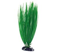 Wave Plant Classic Acorus, Small