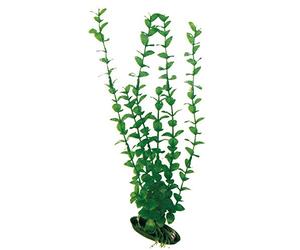 Wave Plant Classic Rotala, Medium