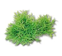 WAVE Plant Replica Bamboo, 30 x 16 cm