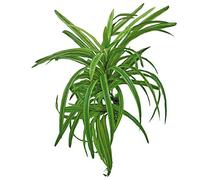 Wave Plant Replica Dracena, 25 cm