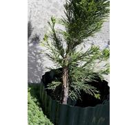 Wavy Plastic Garden Lawn Edging, H-15Cm, L-9M, Black