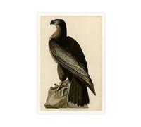 WCYB Bird of Washington by John James Audubon Prints Posters Canvas Deco Paintings Wall Art For Office Unframe 20" L X 30" W