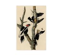WCYB Ivory-billed Woodpecker by John James Audubon Prints Posters Canvas Deco Paintings Wall Art For Office Living Room Unframe 16" L X 24" W
