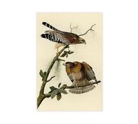 WCYB Red-shouldered Hawk by John James Audubon Posters Prints Canvas Deco Paintings Wall Art Unframe 20" L X 30" W