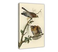 WCYB Red-shouldered Hawk by John James Audubon Prints Posters Canvas Deco Paintings Wall Art For Office Frame 24" L X 36" W
