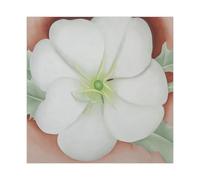 WCYB White Flower on Red Earth, No. 1 by Georgia O'Keeffe Prints Posters Canvas Deco Paintings Wall Art For Office Living Room Unframe 24" L X 24" W