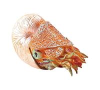 Wdbild Figurine Fish Realistic Sea Animal Toy Cake Toppers Kids Education Toy Aquarium Boutique Collections