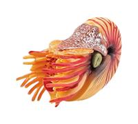 Wdbild Figurine Fish Realistic Sea Animal Toy Cake Toppers Kids Education Toy Aquarium Boutique Collections