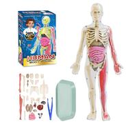 WDKXCN Human Body Model for Kids, 31cm 3D Human Torso Anatomy Model Kit Glow in the Dark, DIY Full Size Skeleton Kit with 26 Removable Organs, for Boys Girls Science Education & Medical