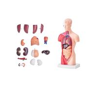 WDSOPK 28Cm Anatomy Human Body Model 15 Pieces Human Torso Anatomy Model 3D Anatomical Skeleton Model with Removable Organs Educational Teaching Aid for Students Teaching Aids