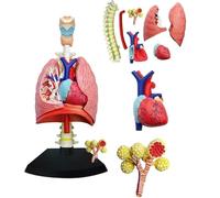 WDSOPK 4D Respiratory System Model Lung Model Anatomical, Model of Human Heart and Lungs 21 Removable Parts for Teaching