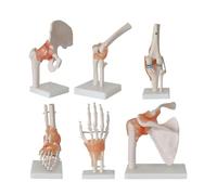 WDSOPK 6 Pieces Human Joint Model, Skeleton With Base, Anatomy Replica Set, Including Foot, Hip, Knee, Shoulder And Elbow, For Educational Study Teaching Clinic Demonstration