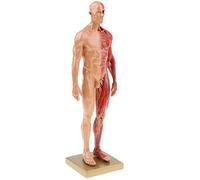 WDSOPK Anatomy Model 4D Human Muscle Muscular System Anatomy Model As A Learning Model Or Teaching Material Female/Male
