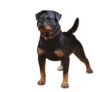 WDSOPK Garden Statues Dog Sculpture Simulation Dog Model Statue Statue Sculpture Ornaments Figurine Collectible Figurines Germany Rottweiler Simulation Mastiff Animal Figurine R