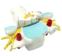 WDSOPK Human Nervous System, Human Cervical Spinal Cord And Spinal Nerve Magnification Model, Including 21 Education Indicators