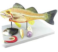 WDSOPK Skeleton Model Fish Anatomical Model Perch Aquaculture Biology Didactic Internal Organ Anatomy Detachable Animal Model