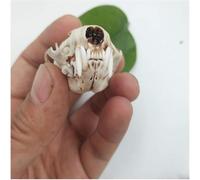 Weasel Skull Specimen Model, Animal Skull Taxidermy Model, PVC Material Skull Replica, for Research Teaching Home Bar Party Decorative Sculpture