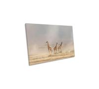 Weathering the Dust Giraffes Canvas Wall Art Picture Print CanvasGeeks Multi W18 inch x H12 inch x D20mm