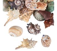 WEBEEDY 20 Pcs Hermit Crab Shells 1.5~3.5cm Natural Sea Shells Mixed Size Growth Turbo Seashells for Hermit Crab Terrarium Aquarium Tank Decoration Craft Projects