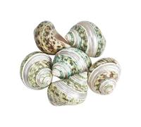 WEBEEDY 6 Pcs Large Hermit Crab Shells 5~6.5cm Natural Sea Conch Turbo Seashells Opening Mouth 2~2.4cm for Hermit Crab Tank Aquarium Decoration Craft Use