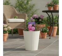 Wedding Bells Rose Garden Plant Metal Vertical Line Cream