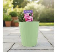 Wedding Bells Rose Garden Plant Metal Vertical Line Green