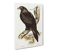 Wedge Tailed Eagle Bird By Elizabeth Gould Vintage Canvas Wall Art Print Ready to Hang, Framed Picture for Living Room Bedroom Home Office Décor, 24x16 Inch (60x40 cm)