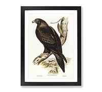 Wedge Tailed Eagle Bird By Elizabeth Gould Vintage Framed Print | A2 Black Framed Wall Art | Ready to Hang | Classic Animal Picture | Living Room Bedroom Lounge Office