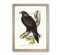 Wedge Tailed Eagle Bird By Elizabeth Gould Vintage Framed Wall Art Print, Ready to Hang Picture for Living Room Bedroom Home Office Décor, Oak A2 (64 x 46 cm)
