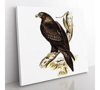 Wedge tailed Eagle by Elizabeth Gould Vintage Canvas Wall Art Print Ready to Hang, Framed Picture for Living Room Bedroom Home Office Décor, 35x35 cm (14x14 Inch)