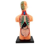 Wedhapy Human Body Model for Kids Human Anatomy for Kids 5.5 Inch 3D Removable Anatomy Model Plastic Educational Anatomy Jane Doll for Student
