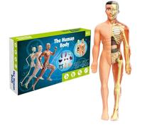 Wedhapy Model Kit Human Body Model For Kids 11.2 Inch Human Torso Anatomy Model Removable Semi-Clear Human Anatomy Model Realistic Organ ＆ Skeleton Science Educational Toys Gifts For Kids Aged 7-14