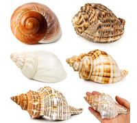 WeDoSoy 5PCS Extra Large Hermit Crab Shells | Natural Sea Conch Size 3" - 4.7", Opening Size 1.6" - 2.7" | Turbo Seashells for Hermit Crab Supplies and Beach Decoration Large Sea Shell