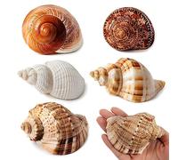 WeDoSoy 5PCS Large Hermit Crab Shells | Natural Sea Conch Size 2.8" - 3.9", Opening Size 1.5" - 2.5" | Turbo Seashells for Hermit Crab Supplies and Beach Decoration Large Sea Shell
